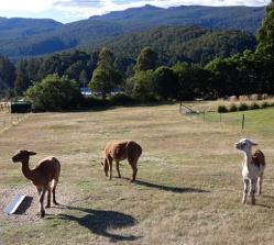 Alpacas at the Maydena Mountain Cabins